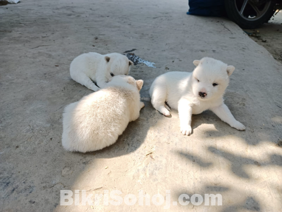 জার্মানি স্পিচের বাচ্চা